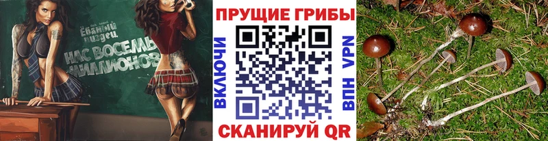 наркошоп  Чекалин  Псилоцибиновые грибы Psilocybe 